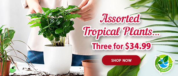 slider_Assorted-Tropical-Plants-SLIDER ENG